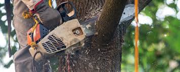 Best Fruit Tree Pruning  in Rockmart, GA